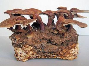 Из грибов можно строить дома