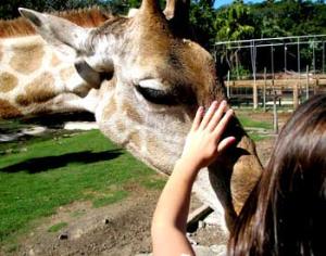 Дачники могут поделиться урожаем с мишками и зайками