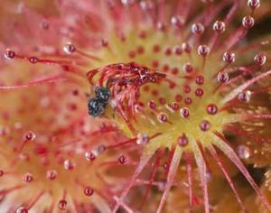 Выявлено растение, оснащённое катапультой