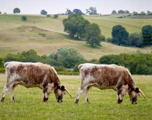 В Новой Зеландии получено неаллергенное молоко
