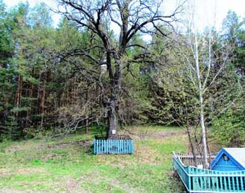 В Ульяновской области ищут деревья-долгожители 