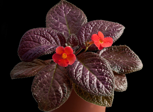 Эписция, Episcia