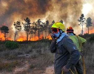 К поджогам лесов причастны террористы