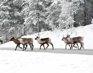 Байкальский заповедник обяжут охранять своих оленей