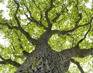 Ураган уничтожил Дуб мира