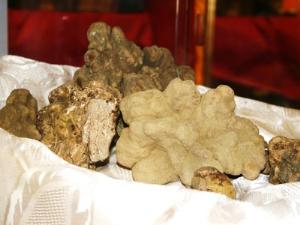 В Подмосковье открылся сезон трюфелей