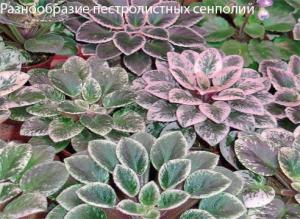 Пестролистные сенполии