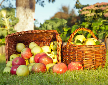 Фестиваль яблок состоится в Парке Сокольники 