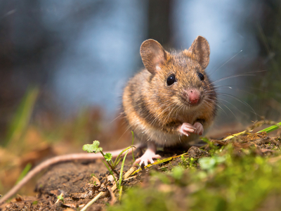 Биологи вывели генно-модифицированных мышей-сапёров 