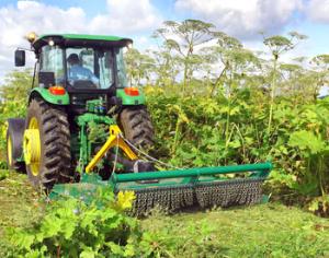 Дачников, не следящих за борщевиком, будут наказывать