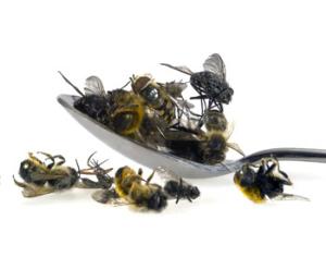 Победитель конкурса по поеданию насекомых скончался сразу после состязания