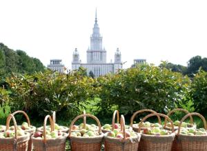 В Ботаническом саду МГУ восстановлен участок альпинария. Фоторепортаж