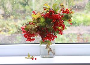 Сорта плодовых и ягодных культур с лечебными свойствами