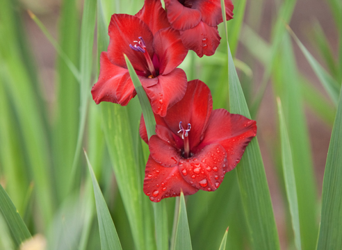 Гладиолус, Gladiolus