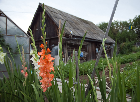 Гладиолус, Gladiolus