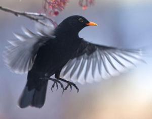 Чёрные дрозды умерли от передозировки алкоголя