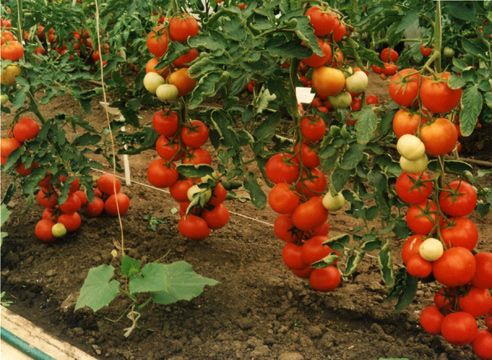 7 лучших гибридов томатов от компании Ильинична 