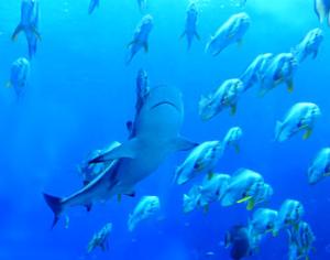 Крупнейший в мире морской заповедник официально открыт