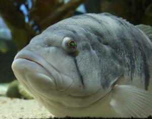 В Хабаровске закроется уникальный музей Рыбы Амура