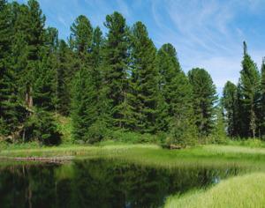 Под Новосибирском появится первый природный парк в этом регионе