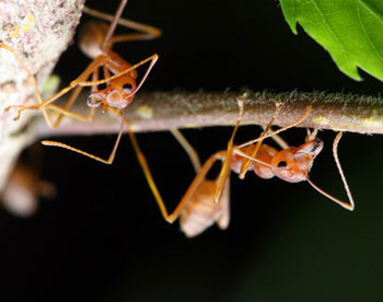 Рододендрон использует муравьев как пугало для мелких пчел 