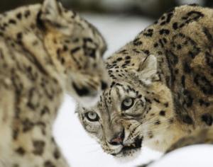 Снежного барса защитят 12 стран