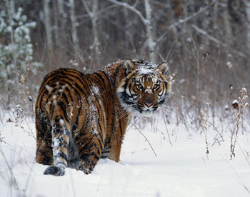 Сафари-парк с двумя тигрицами открылся в Приморье 