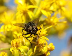 Растения могут понюхать насекомое и спугнуть его своим запахом