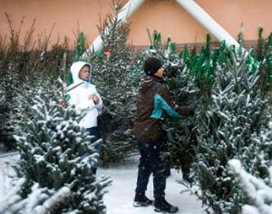 В столице открываются ёлочные базары