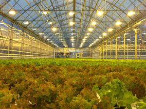 В Нескучном саду открылась современная оранжерея с салатами