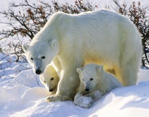Родильный дом белого медведя стал заповедником