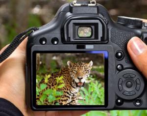 Приложение для смартфона поможет различать виды животных