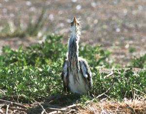 На монгольской границе появится природная зона под охраной ЮНЕСКО