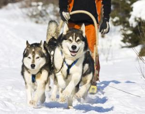 Кузьминки будут патрулировать на собачьих упряжках