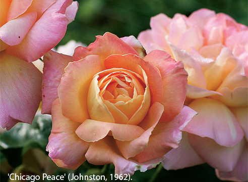 Розы Двухцветные Сорта Фото