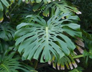 Ученые  выяснили, почему у монстеры дырявые листья