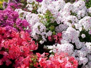 Конференция по флоксам состоится в Москве