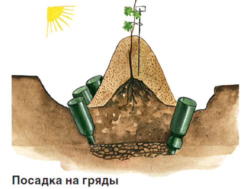 Наилучшие сорта винограда: посадка и уход