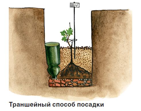 Как правильно выращивать виноград в средней полосе?