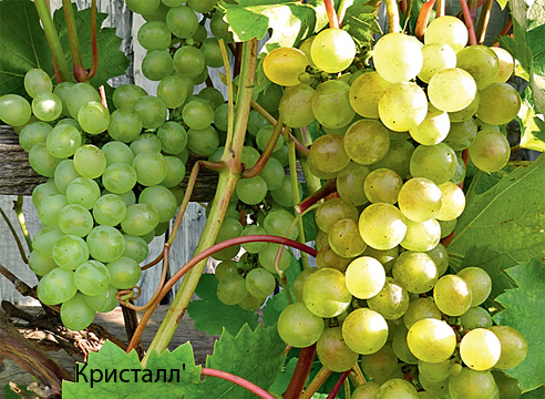 Выращивание винограда: советы новичкам и фото на Supersadovnik.ru