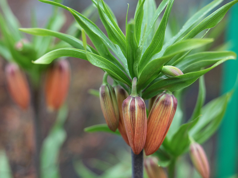 Рябчик, Fritillaria