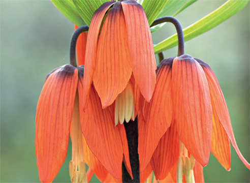 Рябчик, Fritillaria