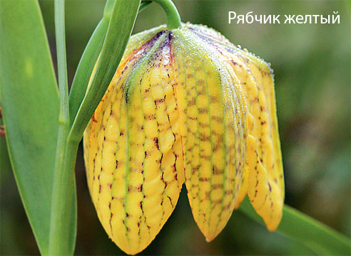 Рябчик, Fritillaria