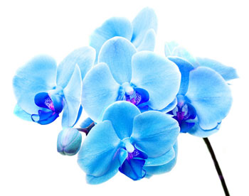 Японские ученые вывели голубую орхидею Фаленопсис 