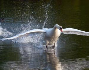В Дарвиновском музее представят алтайских лебедей