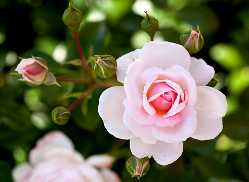 Цветущая роза сорта Lovely Meilland