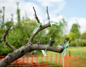 В Ботсаду МГУ научат прививать плодовые деревья