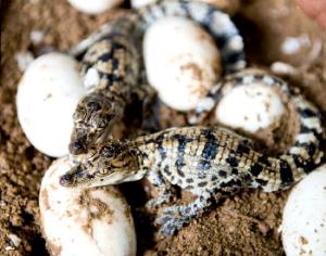 Крокодилов в Европе будут разводить на мясо