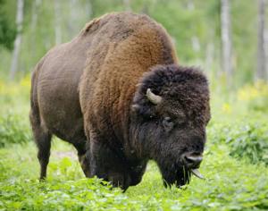 Брянские леса заселят зубры