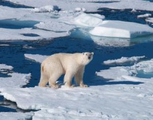 В рунете запущен проект по спасению белых медведей